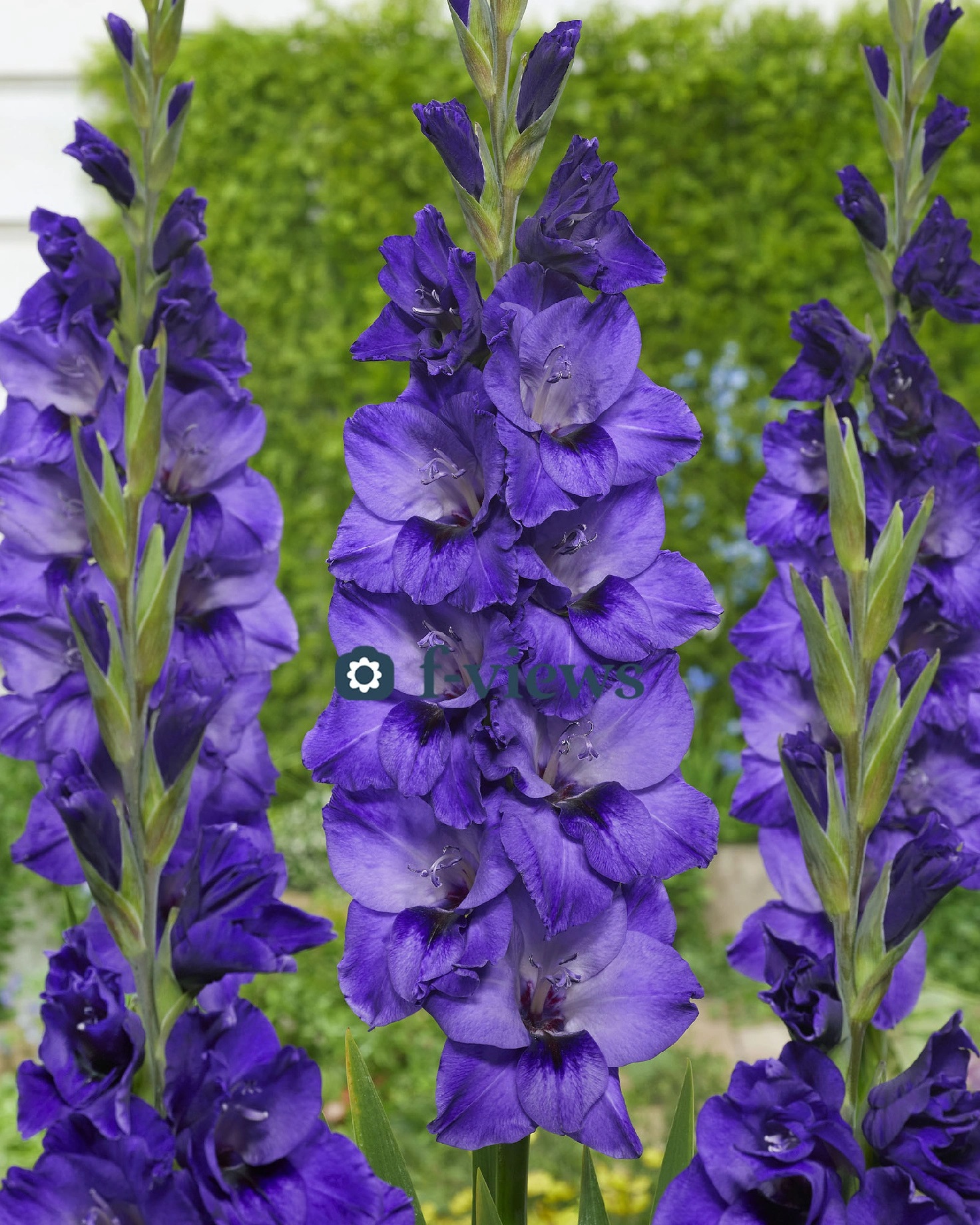 Гладиолус крупноцветковый Куки